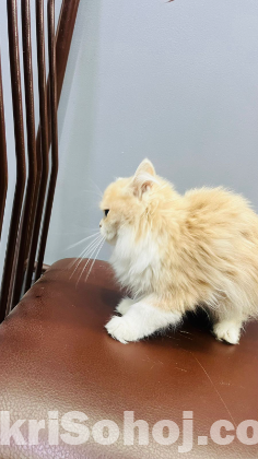 Parshian cat